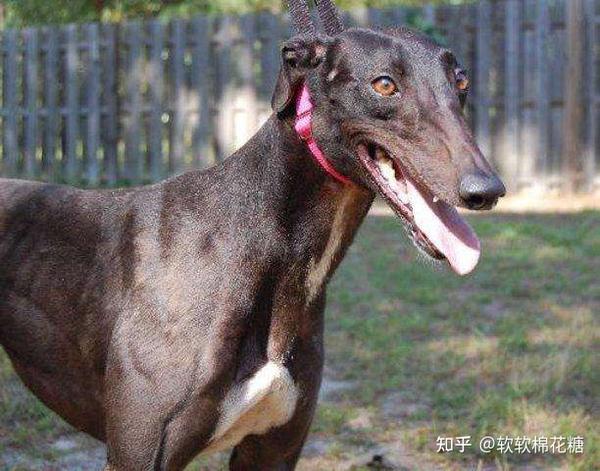 华夏名狗——“细犬”,真正的“哮天犬”,养过都不想换狗! - 知乎
