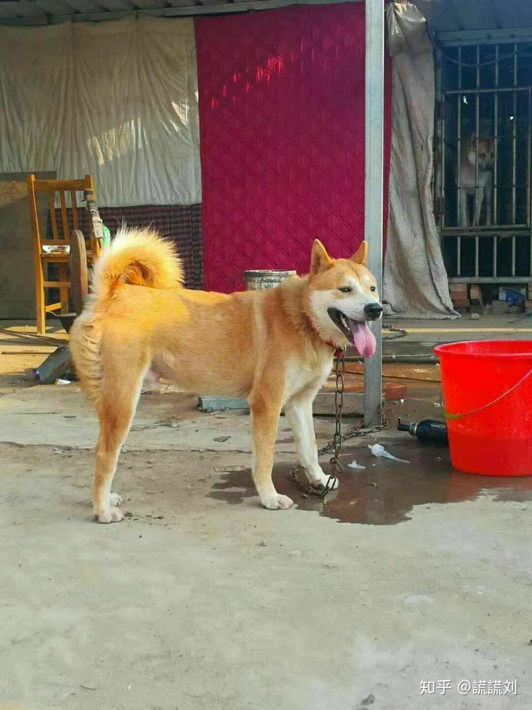 这些极少数的纯种狗,掌握在极少数的玩家和繁殖者的手里,很多种犬也都