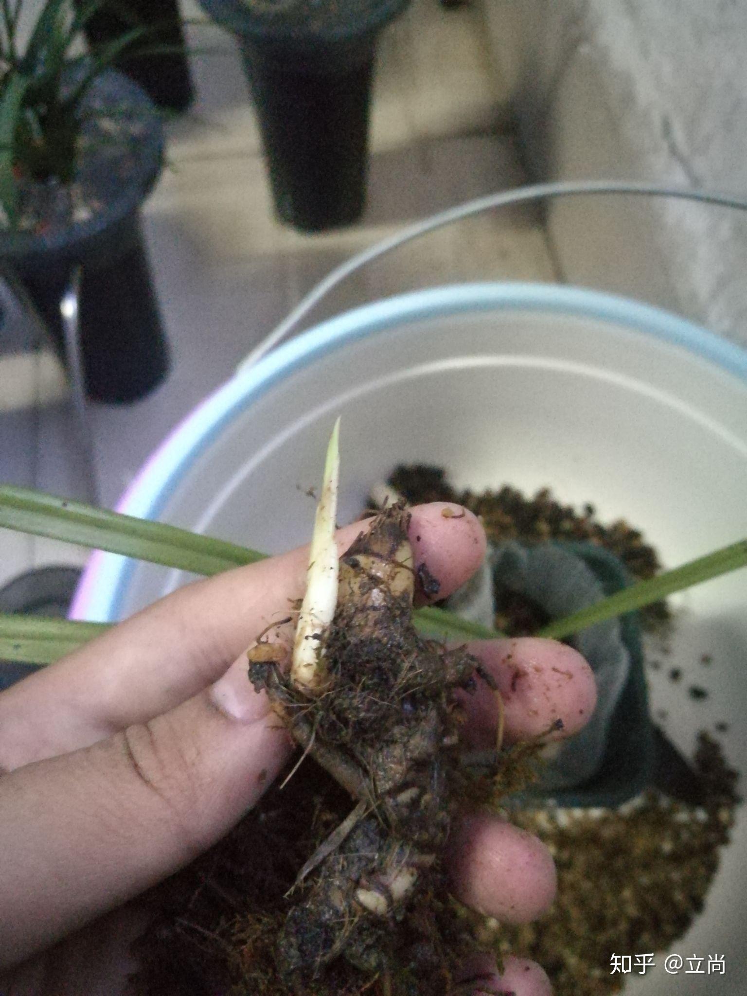 兰花根与茎的部位有蒜头状的是什么兰花?