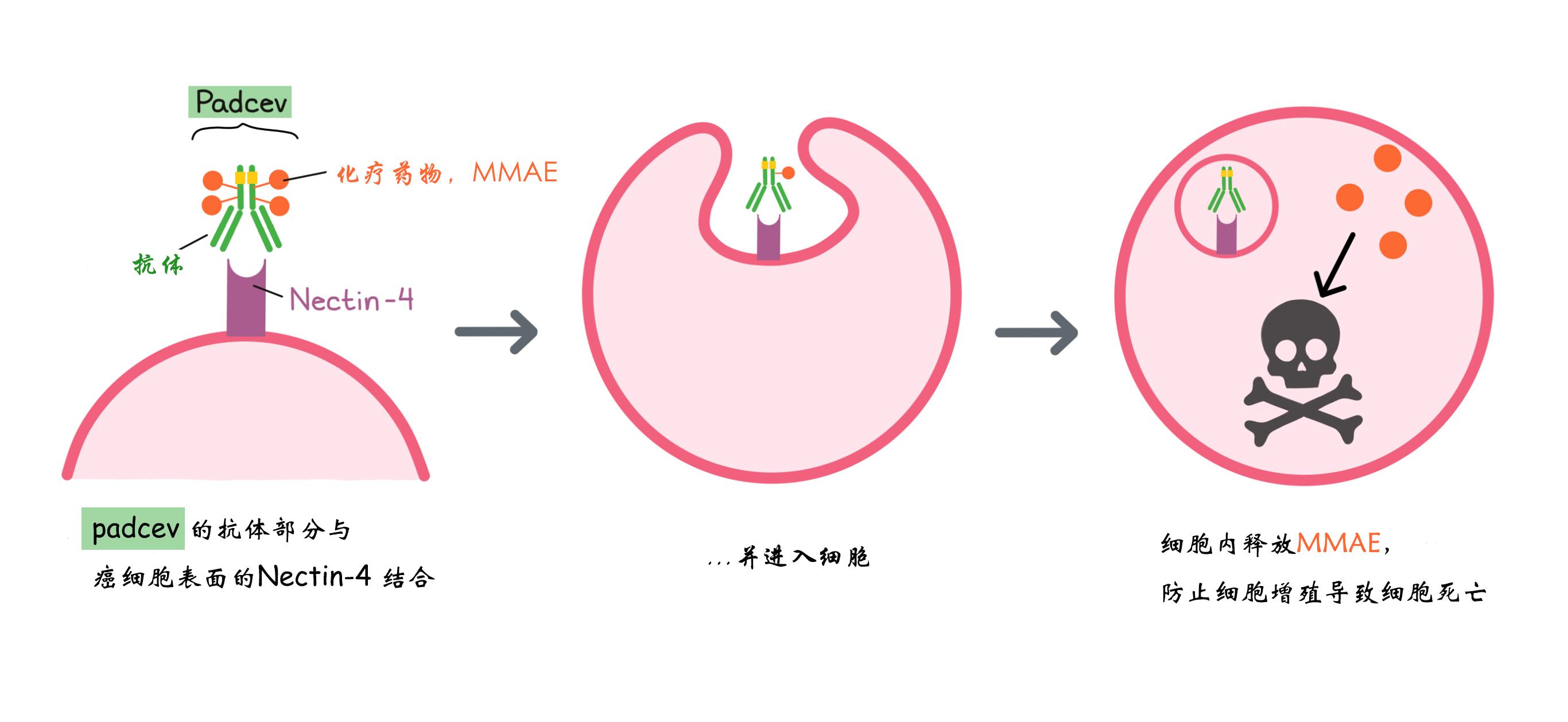 欧盟批准PADCEV（enfortumab Vedotin）用于治疗局部晚期或转移性尿路上皮癌 - 知乎