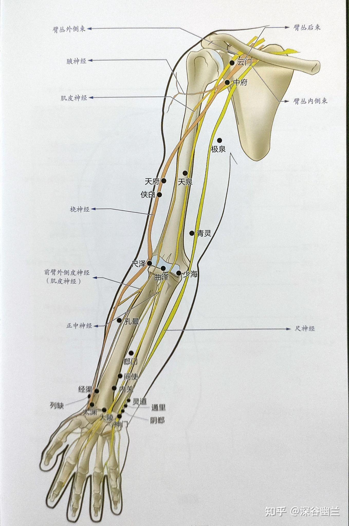 361个腧穴精准位置111