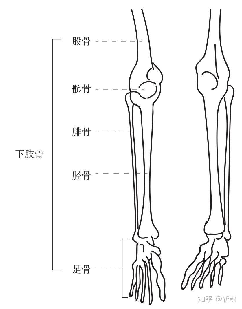 正常小腿骨头图片图片