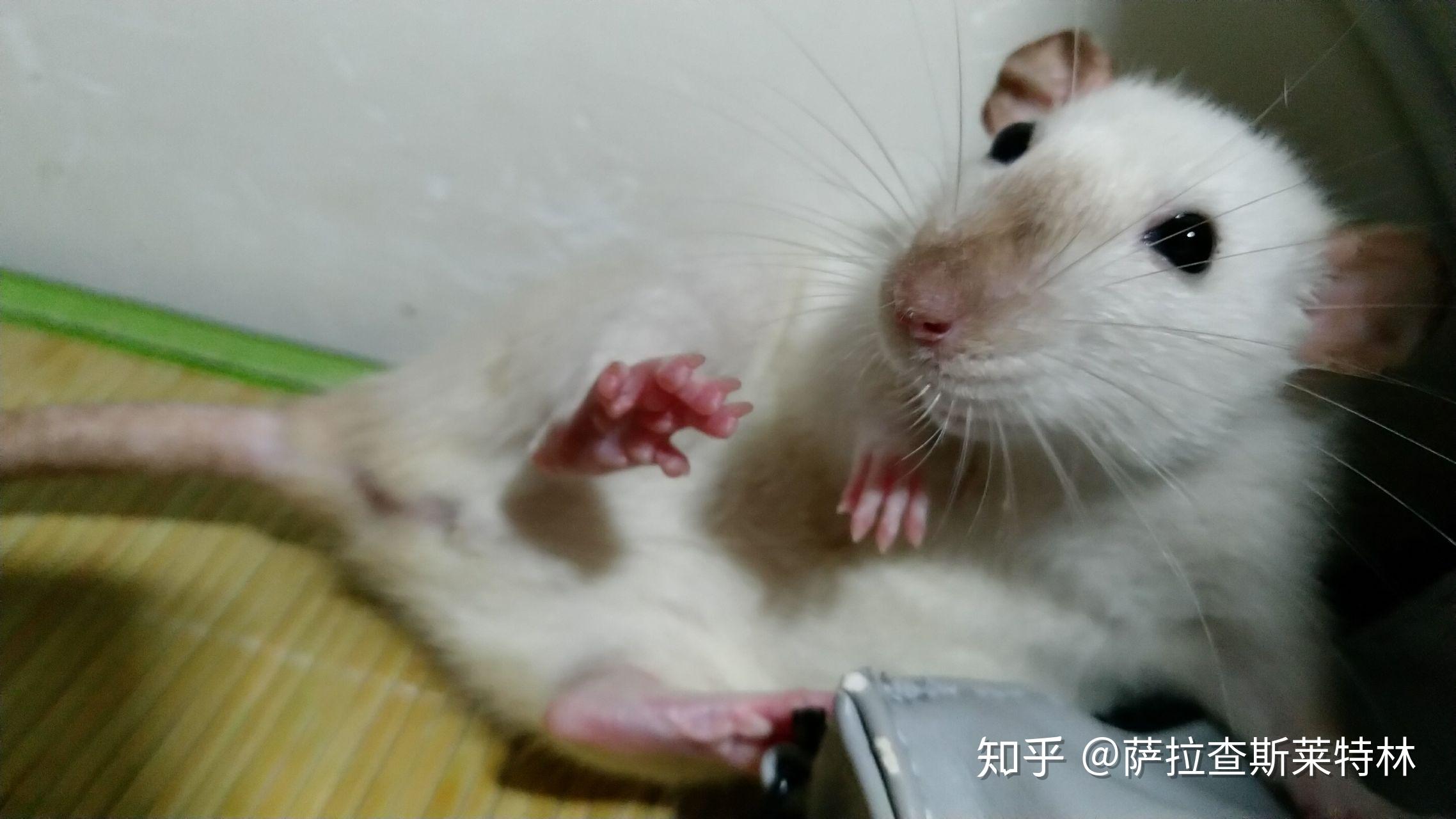 怎么养花枝鼠宝宝 v2-10165a6a757eed7ea1500d78a69beb14_r.jpg