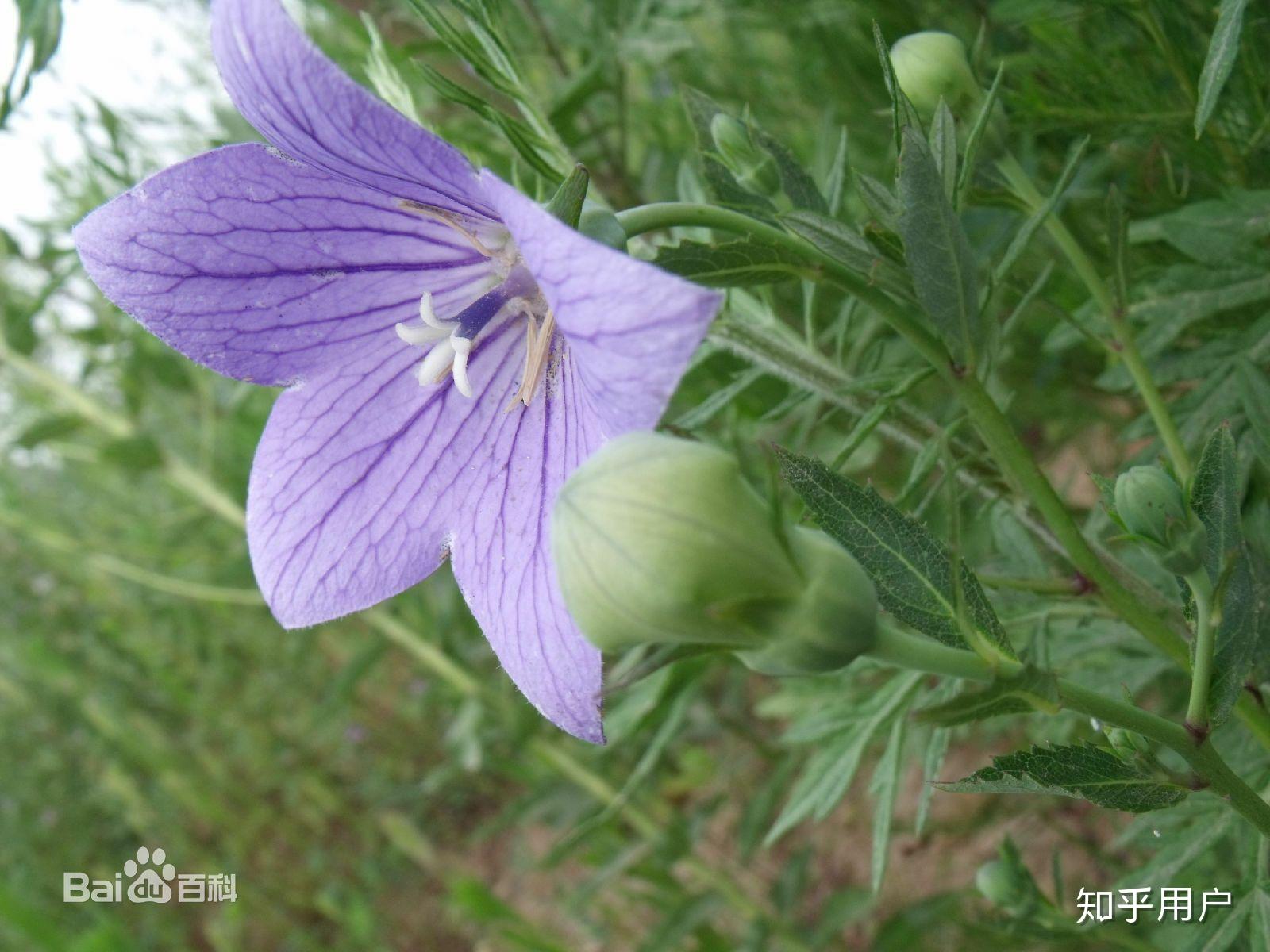 请问这个是什么花桔梗