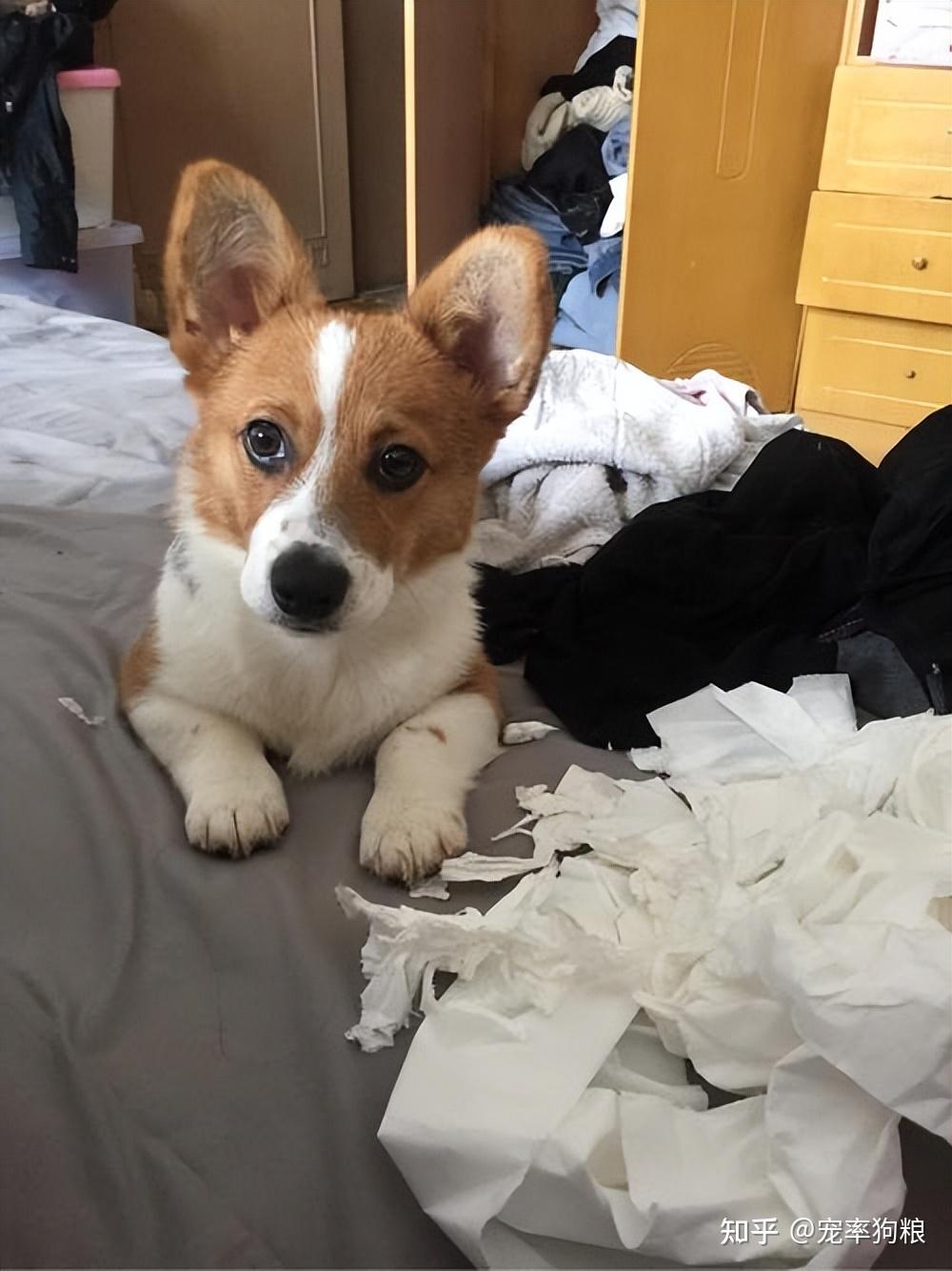 弃养率高的几种狗铲屎官真的太难养