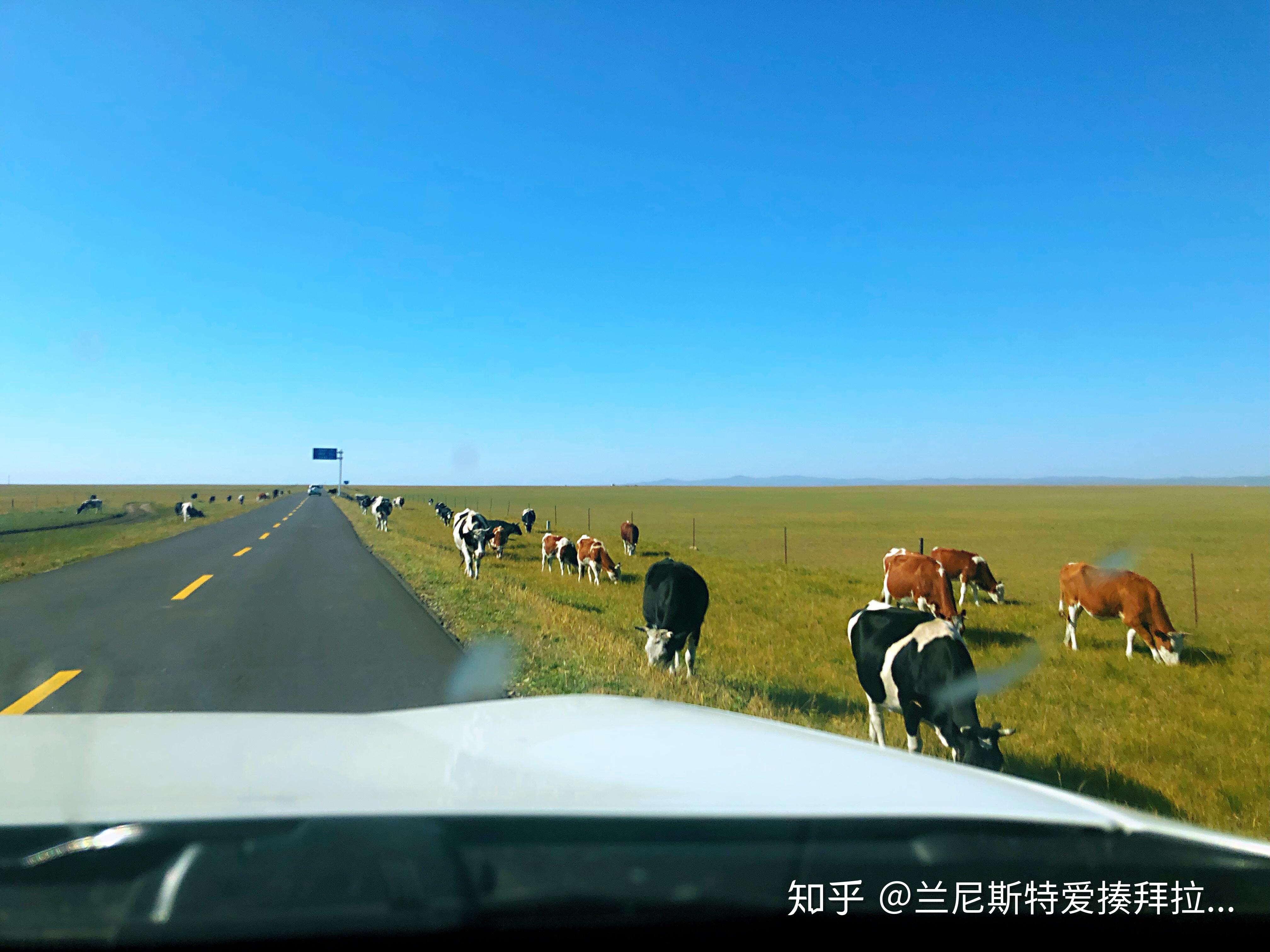 呼伦贝尔大草原旅游小贴士 知乎