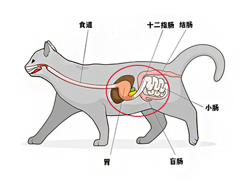 猫咪肠胃差太遭罪了!7招变身钢铁胃!