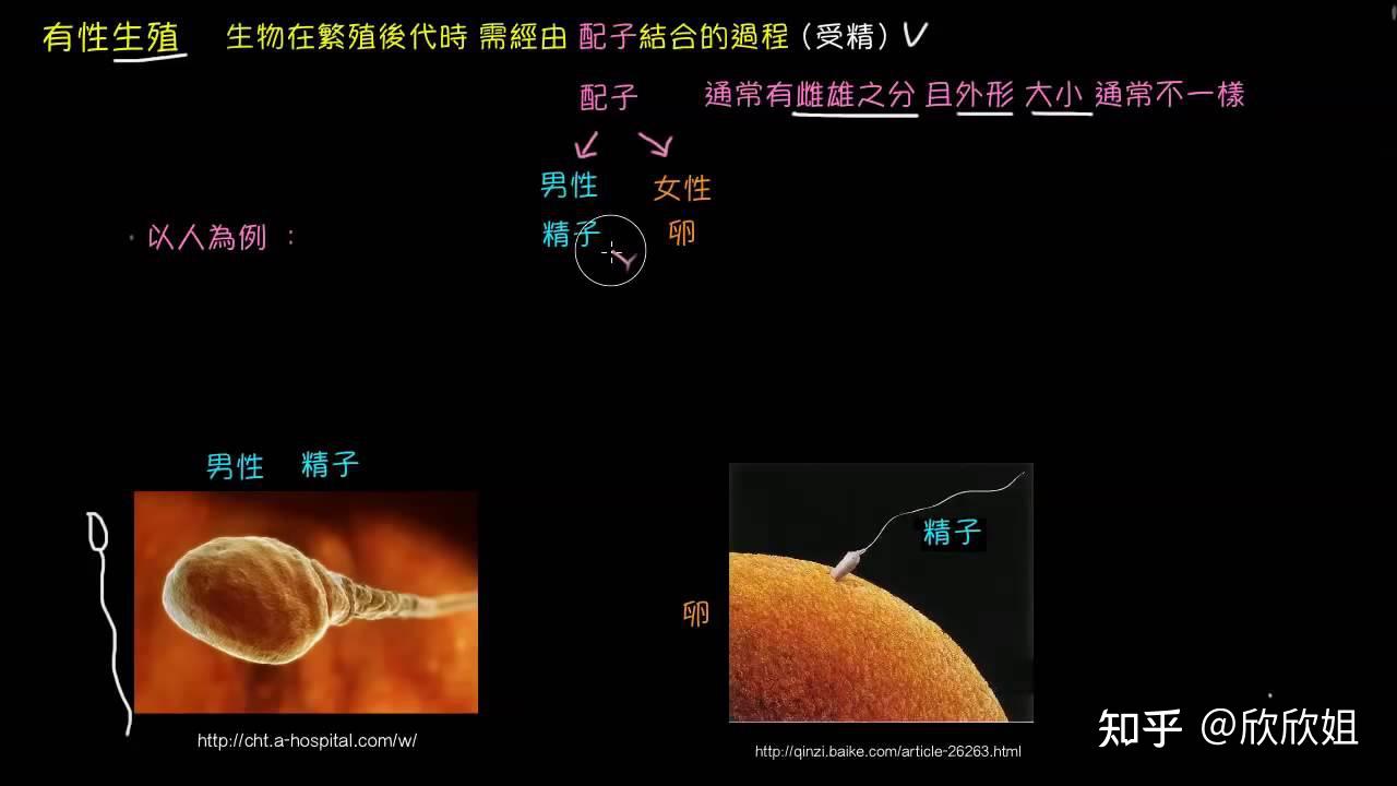 只有在开始就出现了性别之分,才能在不断进化的过程中保持这种状况