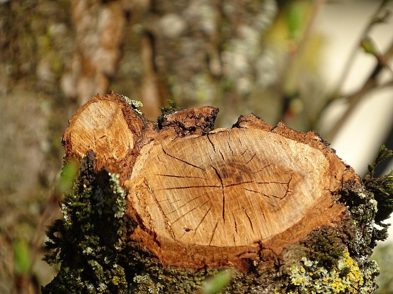 3. 爬柏树嫁接方法