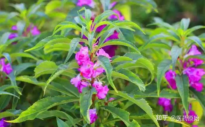 带你识别凤仙透骨草