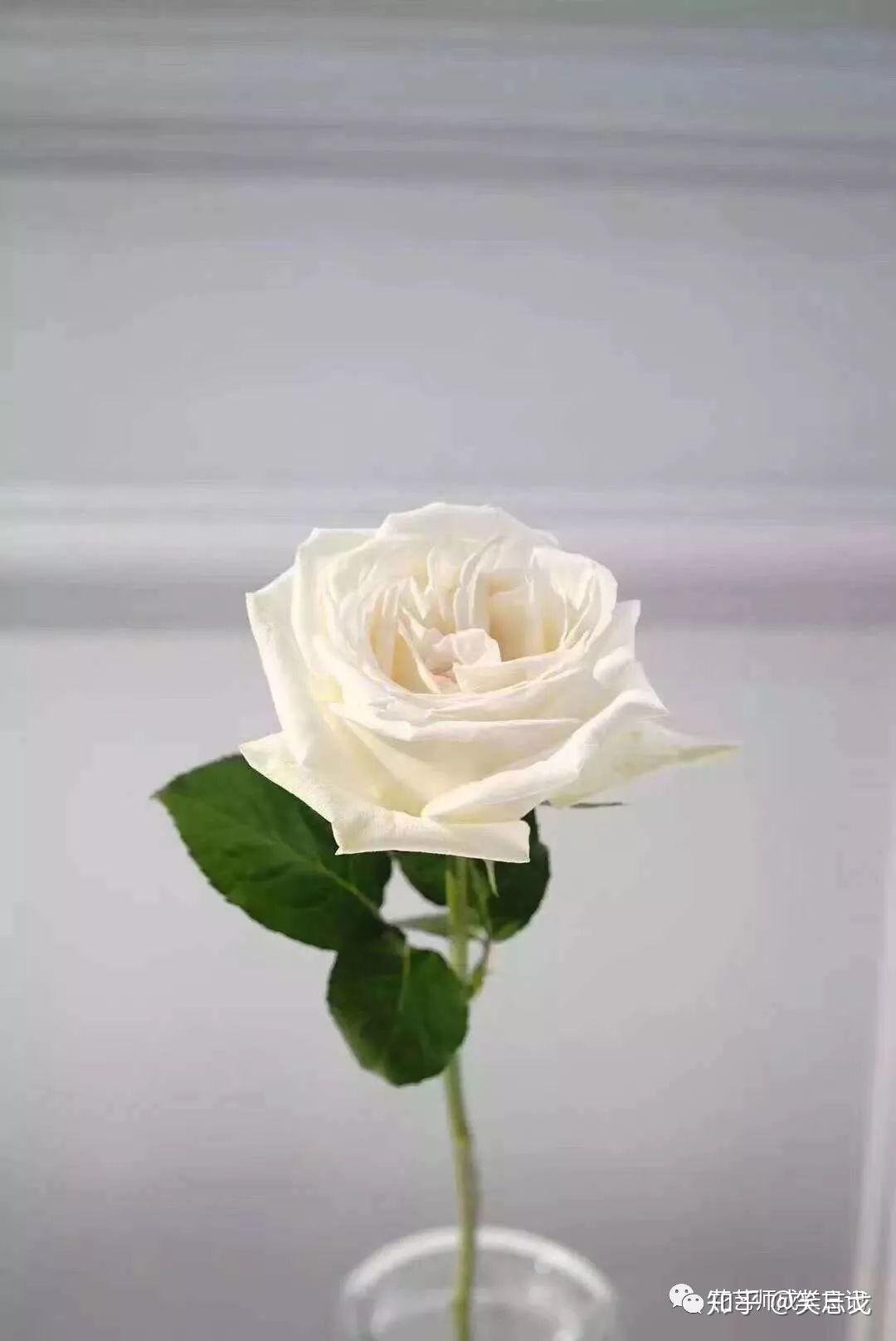 白玫瑰图片_白玫瑰的花朵图片大全 - 花卉网