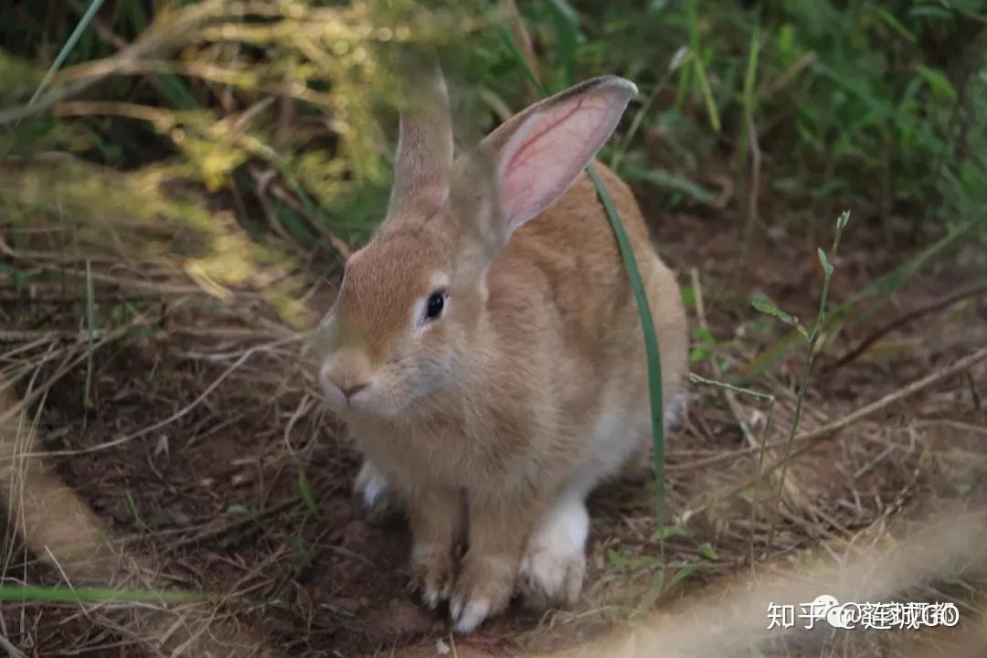 我县拍摄《农田餐桌—走进连城》系列专题片,全方位宣传推介福建黄兔