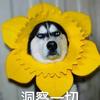 声色犬马