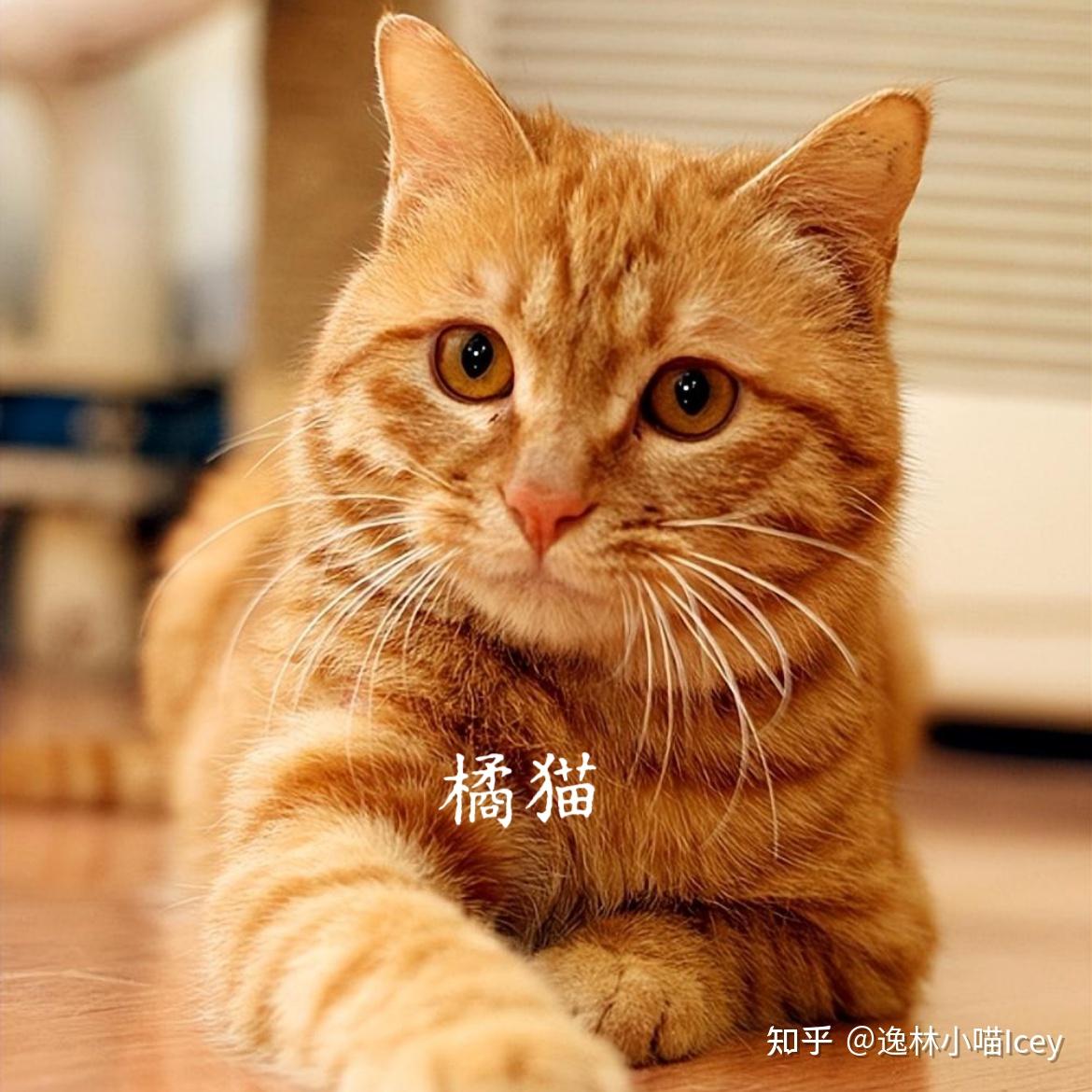 中国本土十大“名猫”大揭秘:你认识几种呢? - 知乎