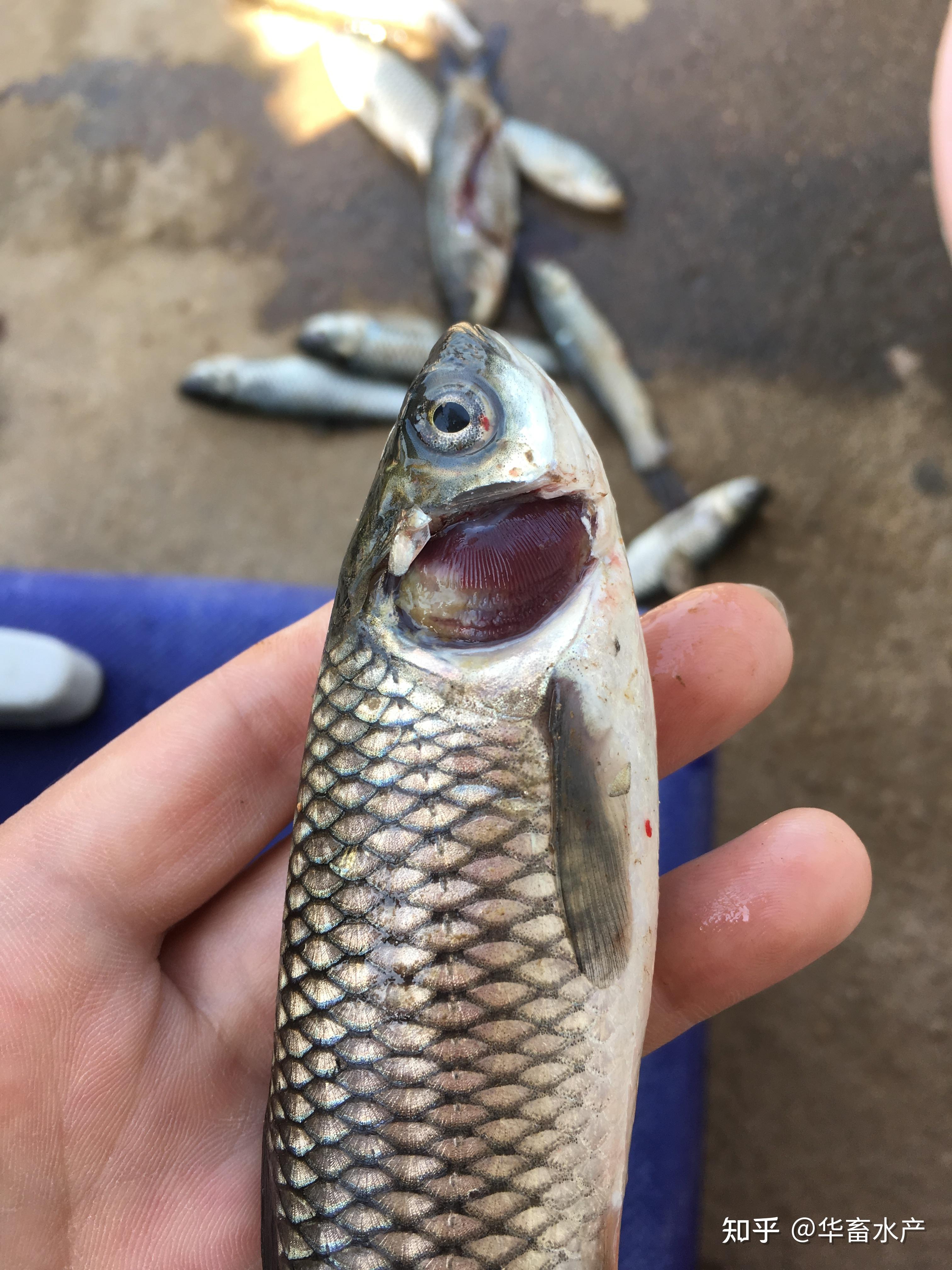 草鱼"麦黄瘟"是烂鳃病和赤皮病混合感染引起的草鱼大批死亡.