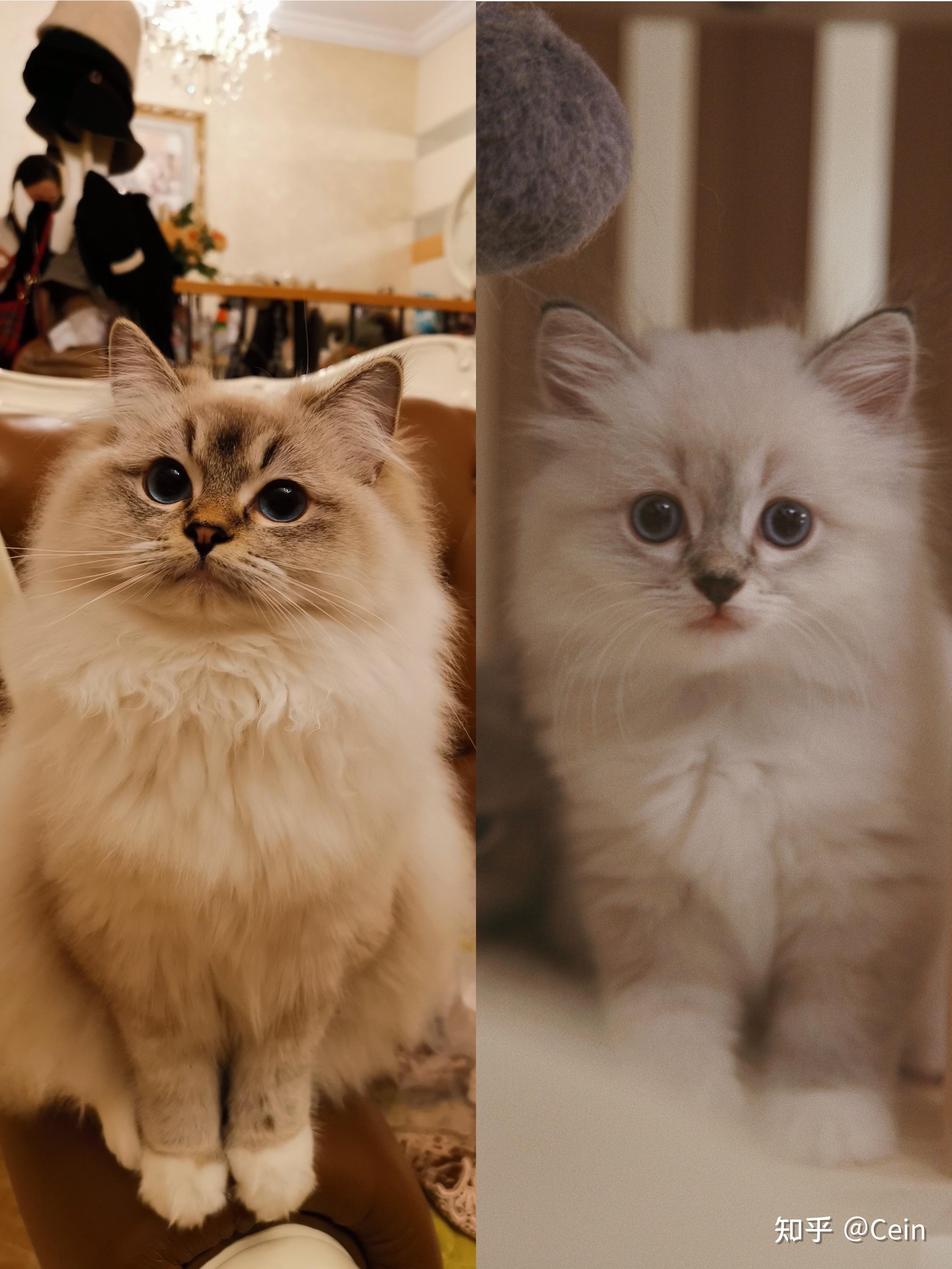 布偶和英短串会怎样? - 知乎