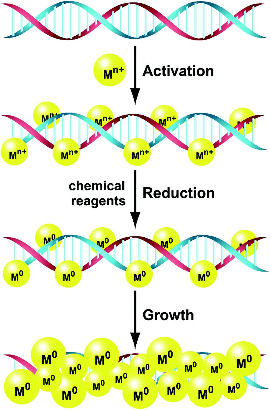 新的DNA