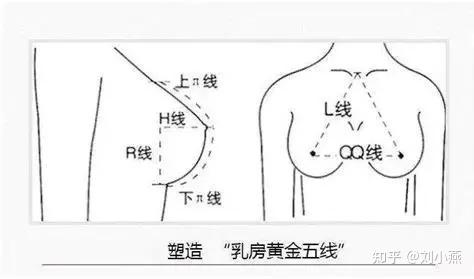 理想胸部的位置1,东方女性与欧美女性的肌肉量不同,较难发育成大胸部.
