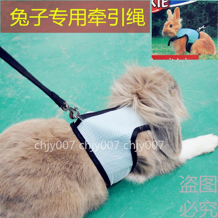 每次带兔子出去溜,它都会吃野草,我该制止吗?