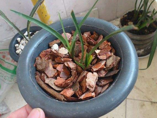 养花的时候在盆中放一些松树皮,保证花卉常年不生病,长的超好的