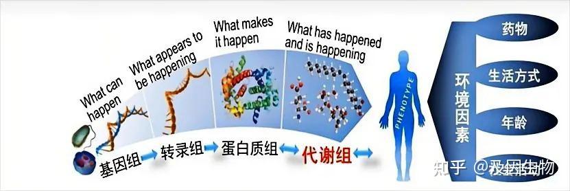 代谢组学专题丨一文带您了解最全代谢组学研究思路！ - 知乎