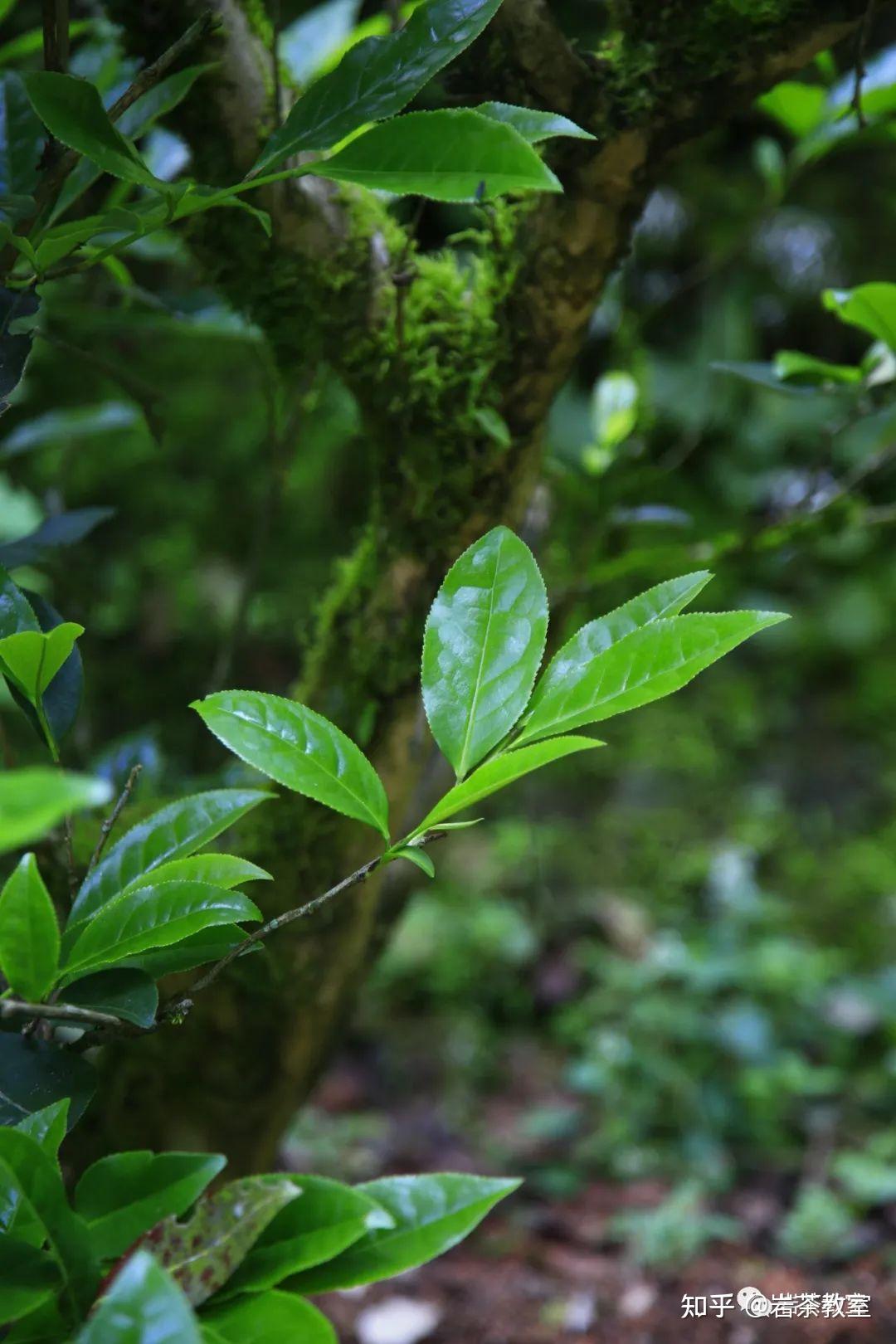 2但是比起巖茶中大多數花名是根據傳說取名,像大紅袍,鐵羅漢這些上一