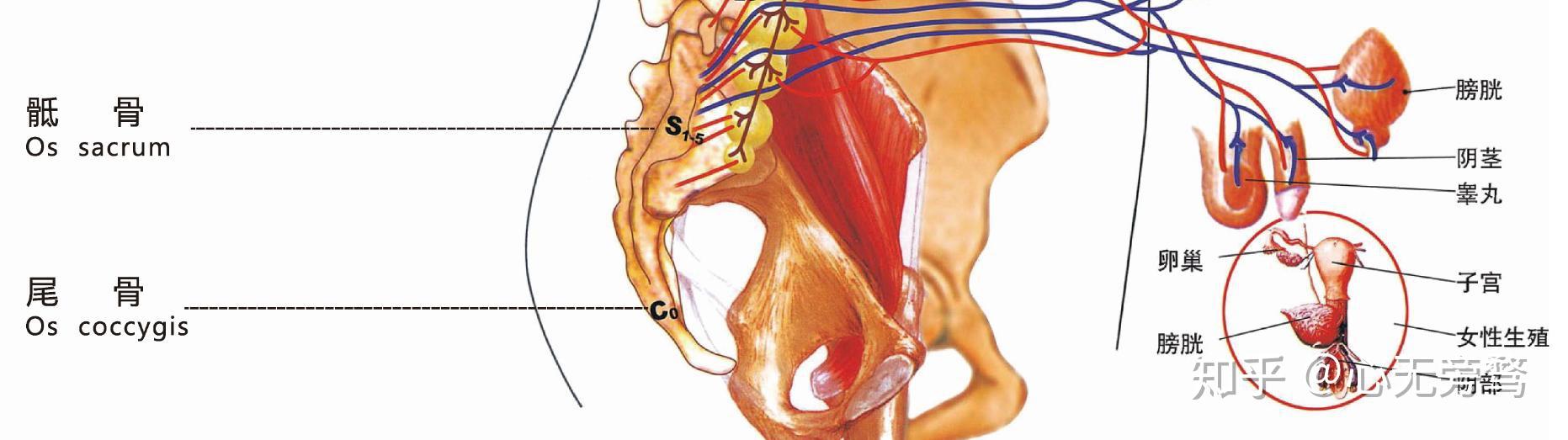 坐立不安,睡卧不适,尾骨部有酸痛感,并可进一步导致骶髂,腰,胸,颈椎的