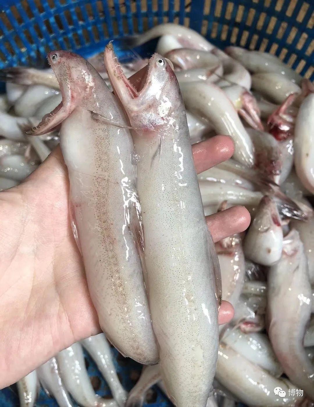 广州人则叫它"狗吐鱼",据说是因为此鱼几乎无骨,被爱吃骨头的狗所嫌弃