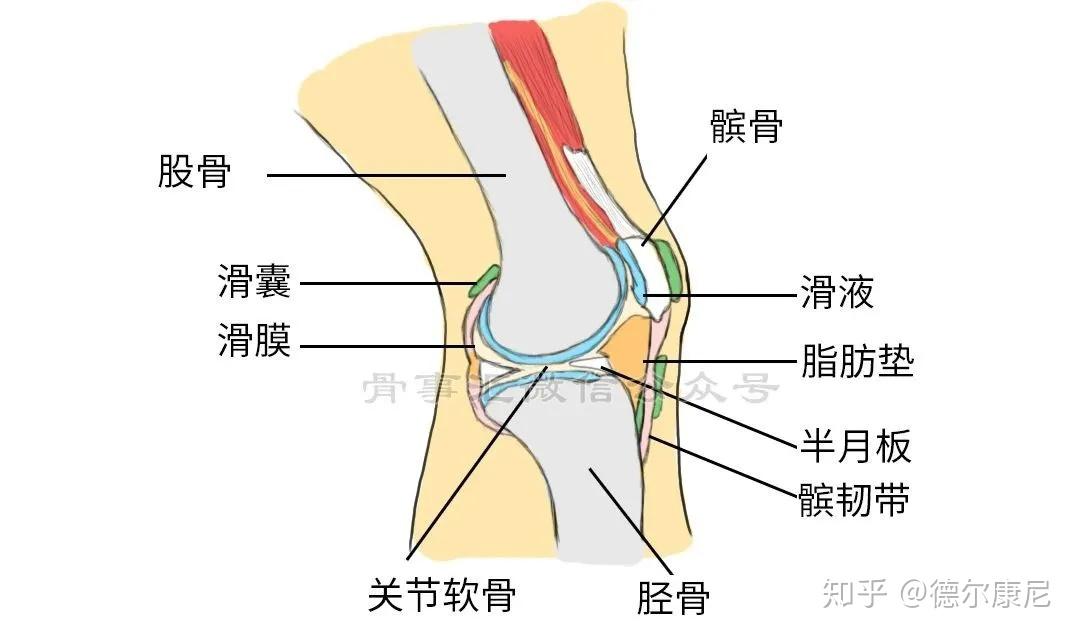 左脚膝盖关节图图片