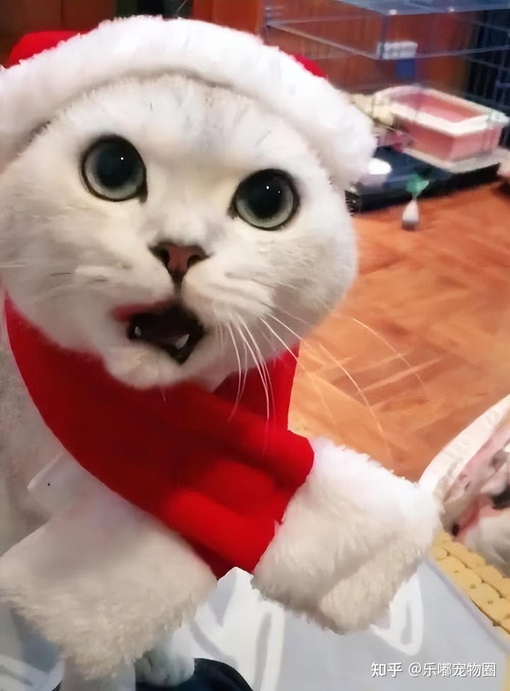 猫咪6大迷惑行为大揭秘原来它这么做是在说爱你