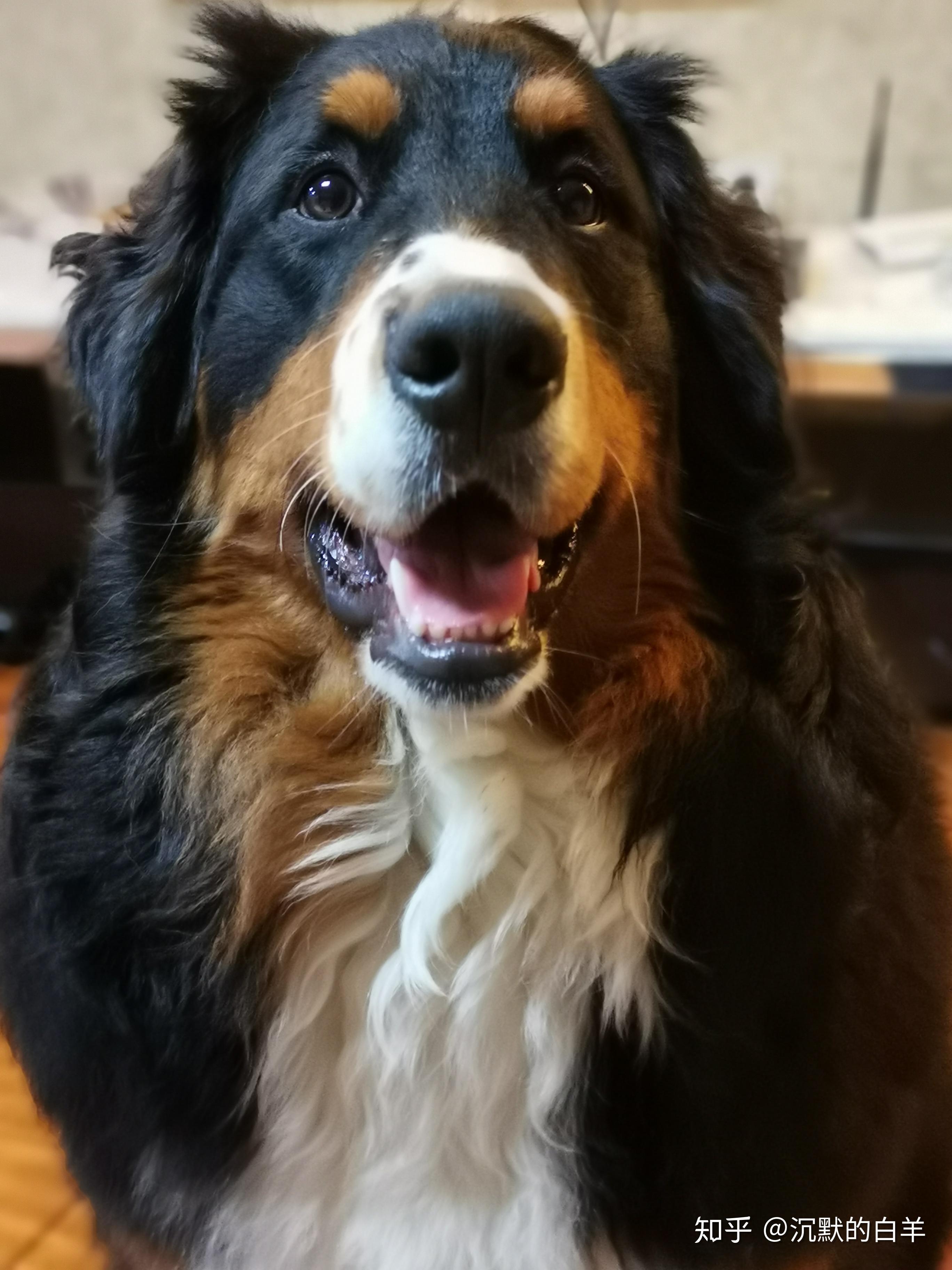 黑脸伯恩山crius