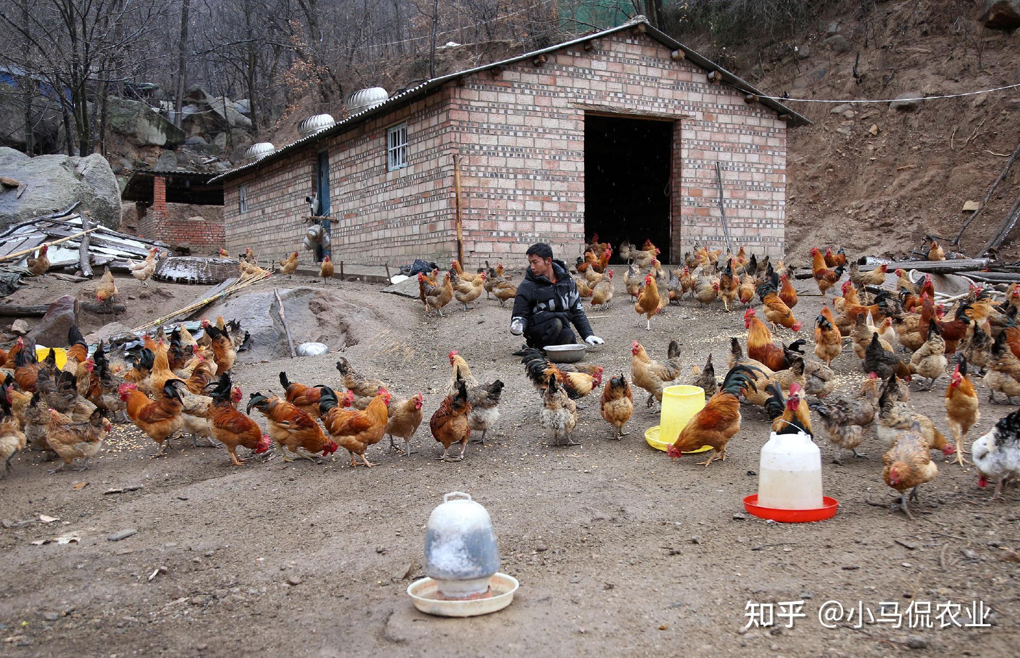 河南棄嬰雙手爬行30載養雞賺錢1000只雞賺萬元為養父蓋房