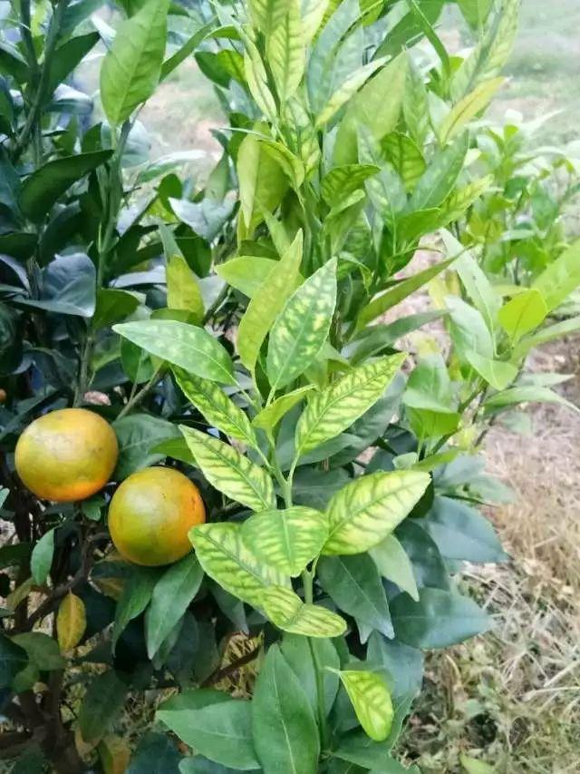 柑橘冬季病虫害管理图片