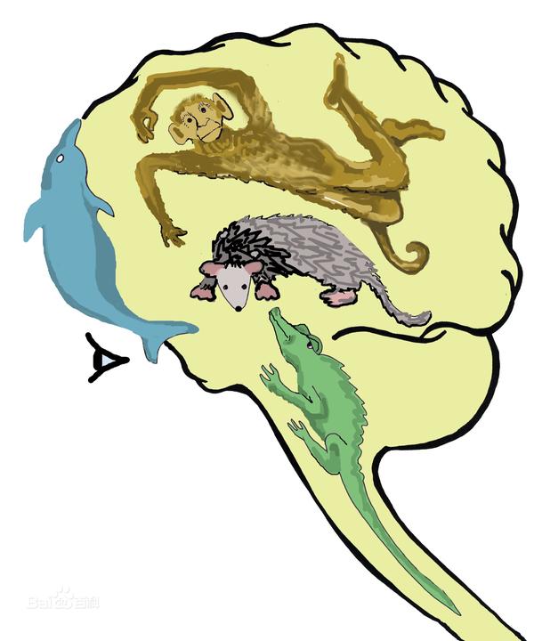 the“Unconscious homunculus”of Brain - 知乎