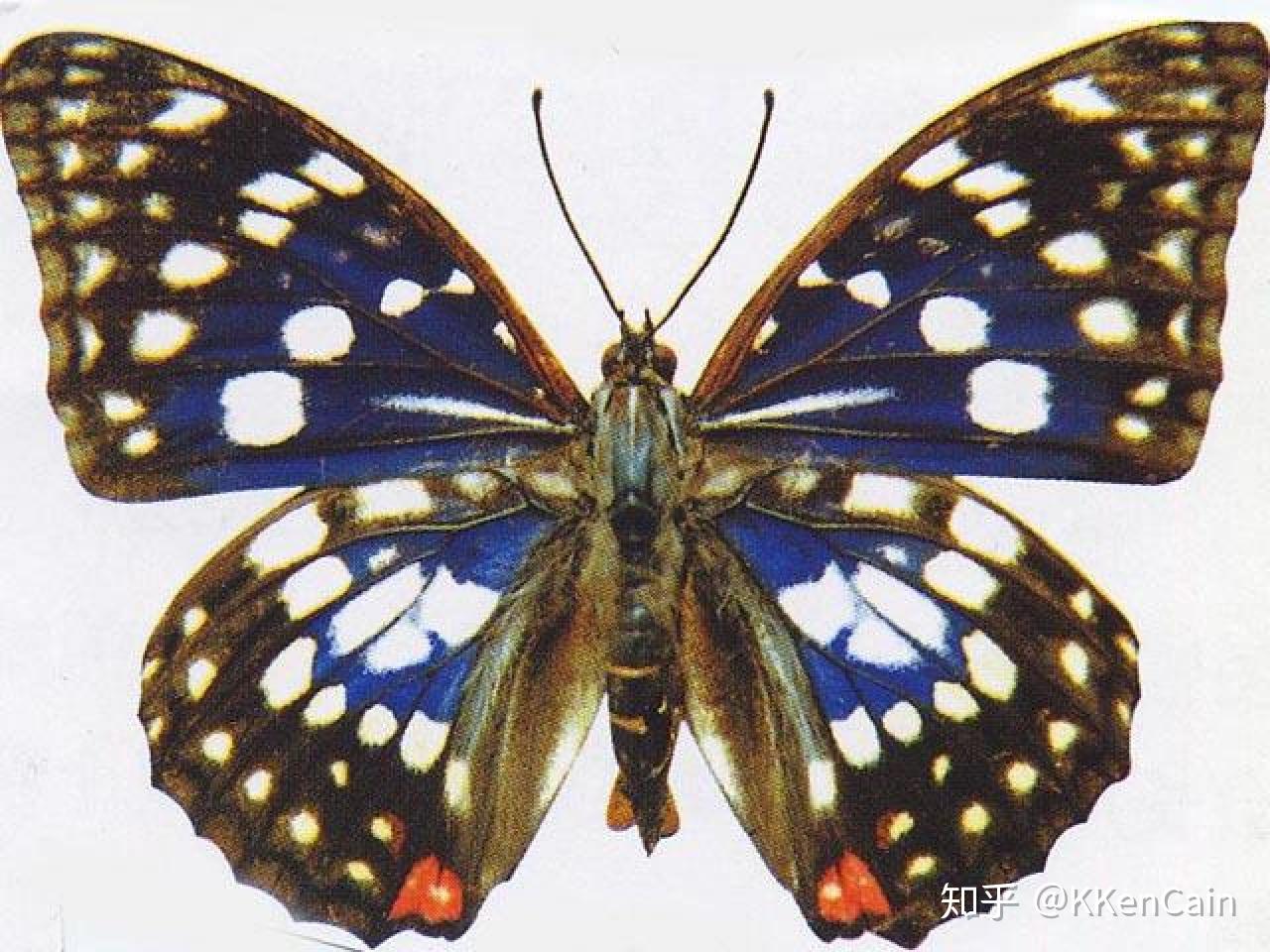 日本国蝶大紫蛱蝶的厄运