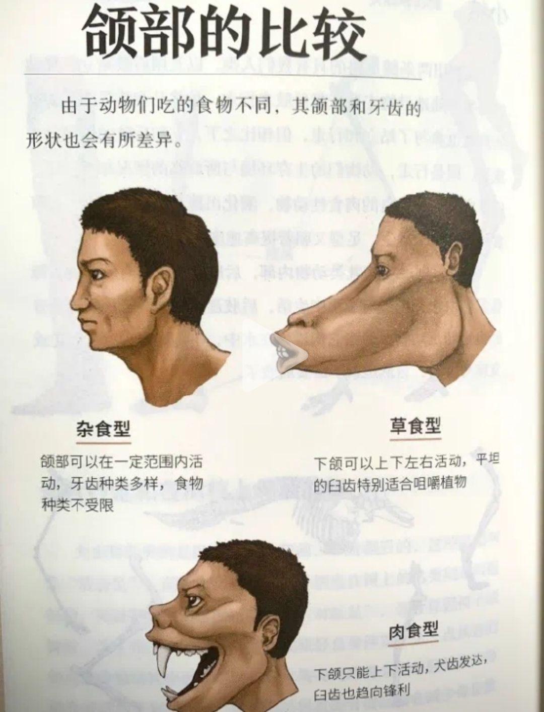 肉食者为什么老是辩解自己杀生吃肉难道动物就天生应该当人类的食物