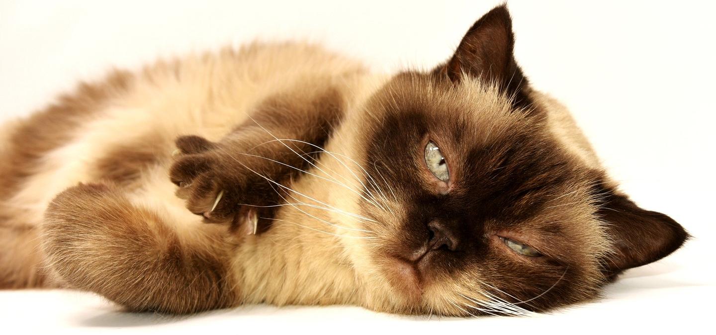猫咪患上白血病的37 个症状以及该病的防治 知乎 猫咪患上白血病的37 个症状以及该病的防治 知乎