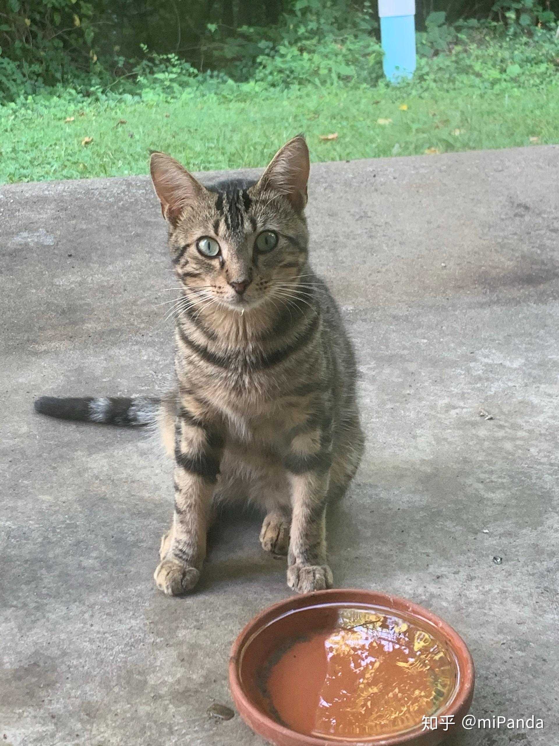 大一点的流浪猫该如何驯化成家猫? - 知乎