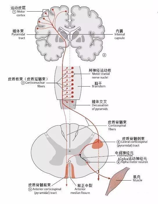 专辑 | 神经系统 | 神经传导通路怎么学?| ⑤椎体系和椎体外系 - 知乎