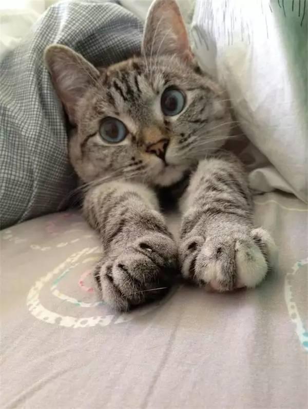 你的表情包里一定有这只猫!