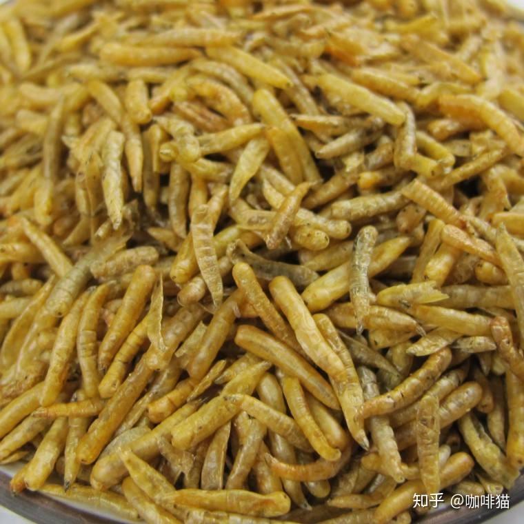 请问中药里面的虫子有什么作用?成分作用,而且这是什么虫子? - 知乎