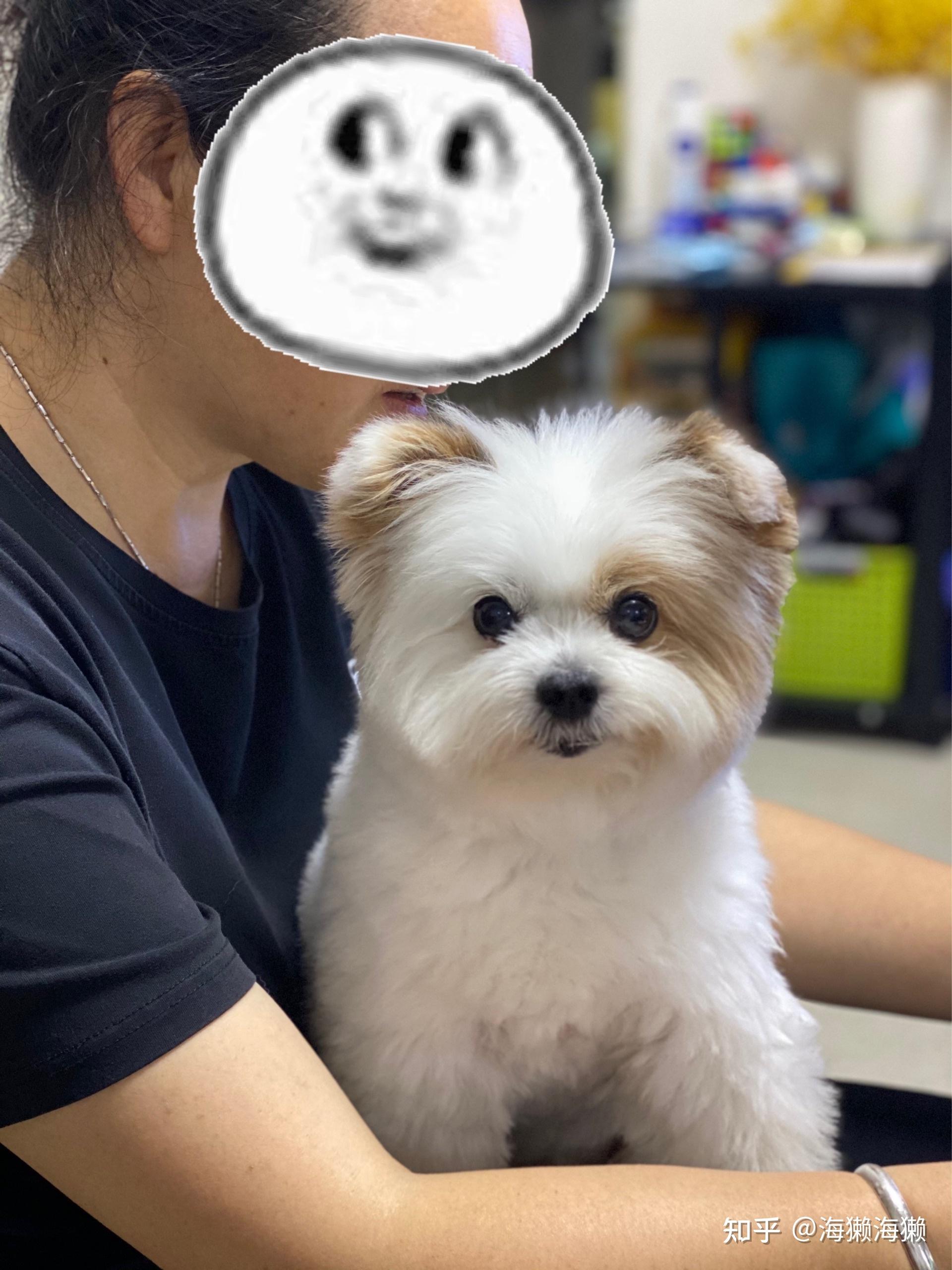 博美和比熊的串串能长多大?成犬什么样子? - 知乎