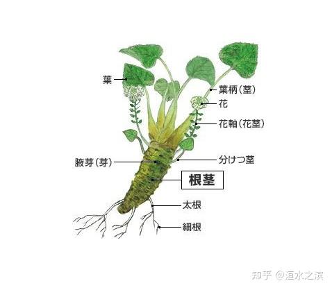 山葵原产华夏 分布区域有中国大陆台湾和日本 珍贵的调味食品 知乎