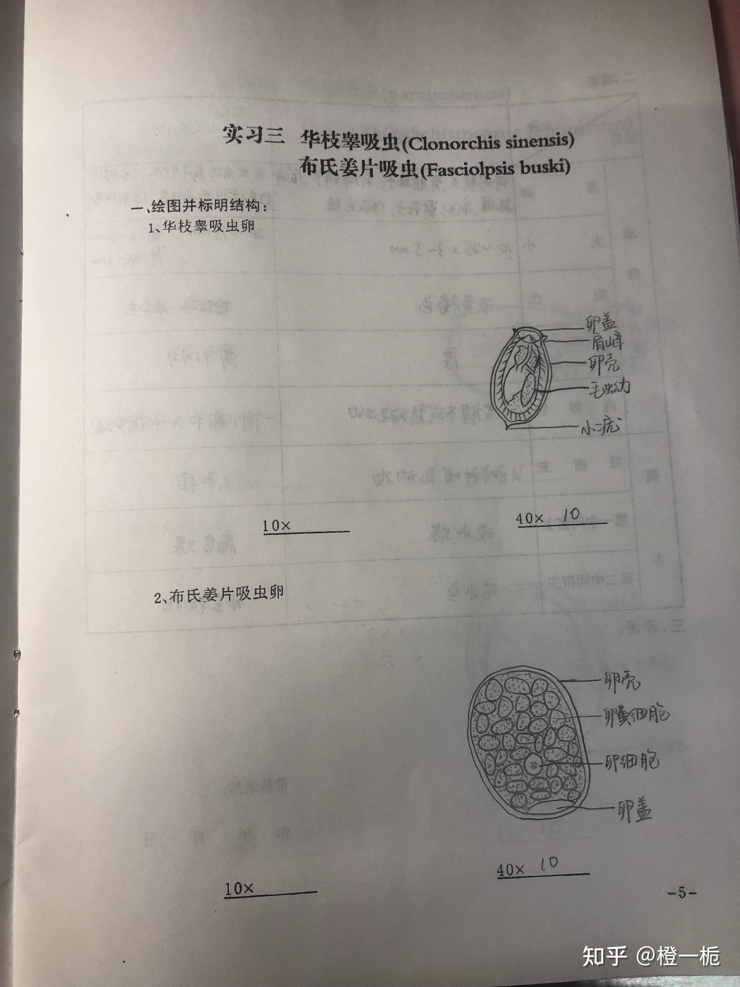 藍氏賈第鞭毛蟲(已修改)溶組織內阿米巴細粒棘球絛蟲帶絛蟲(已修改