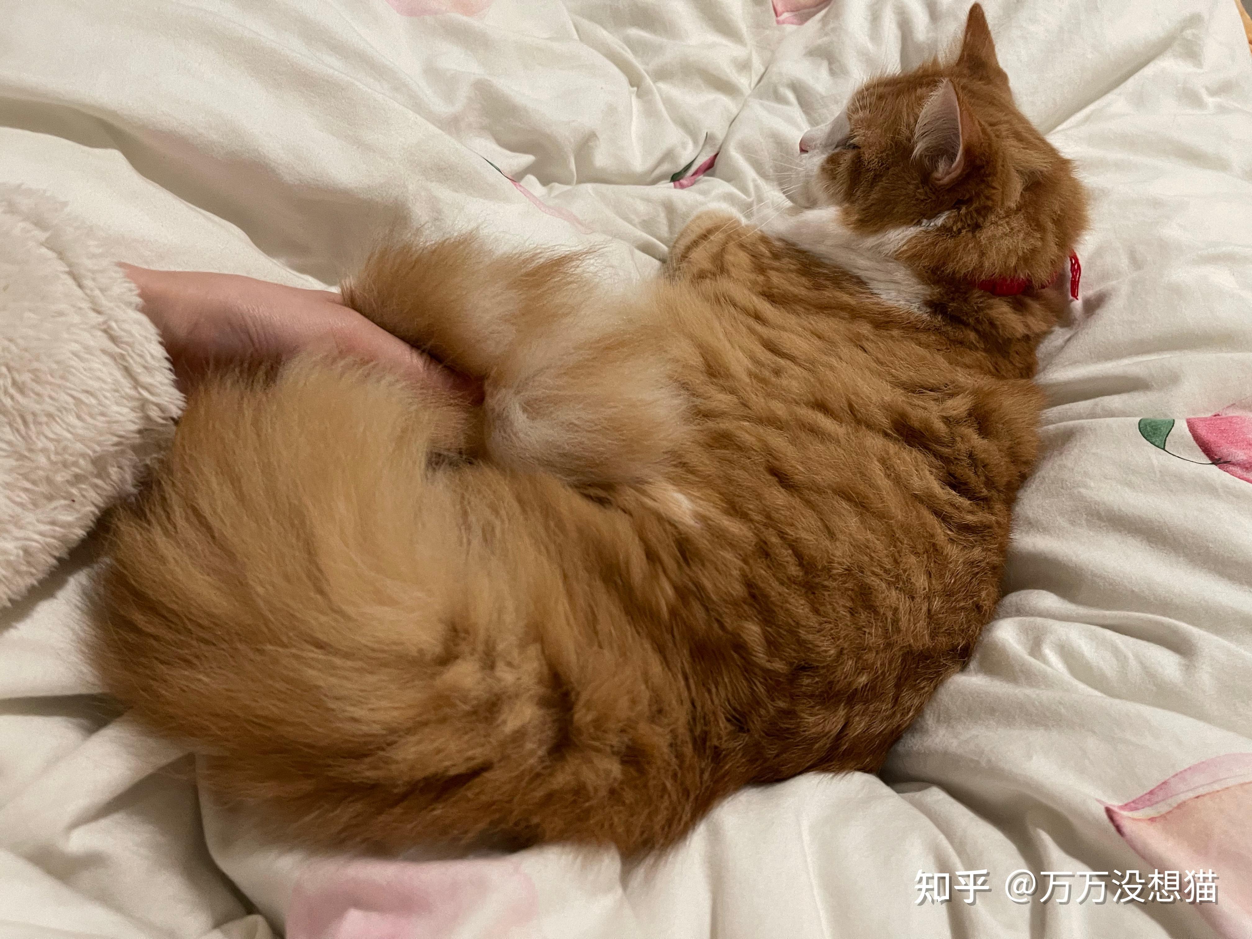 猫的尾巴能弯曲成爱心的形状吗?