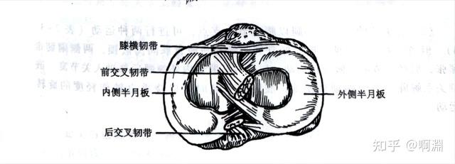 半月板是垫在胫骨内,外侧踝上面的2个纤维软骨板,分别呈"c和o"形,两者