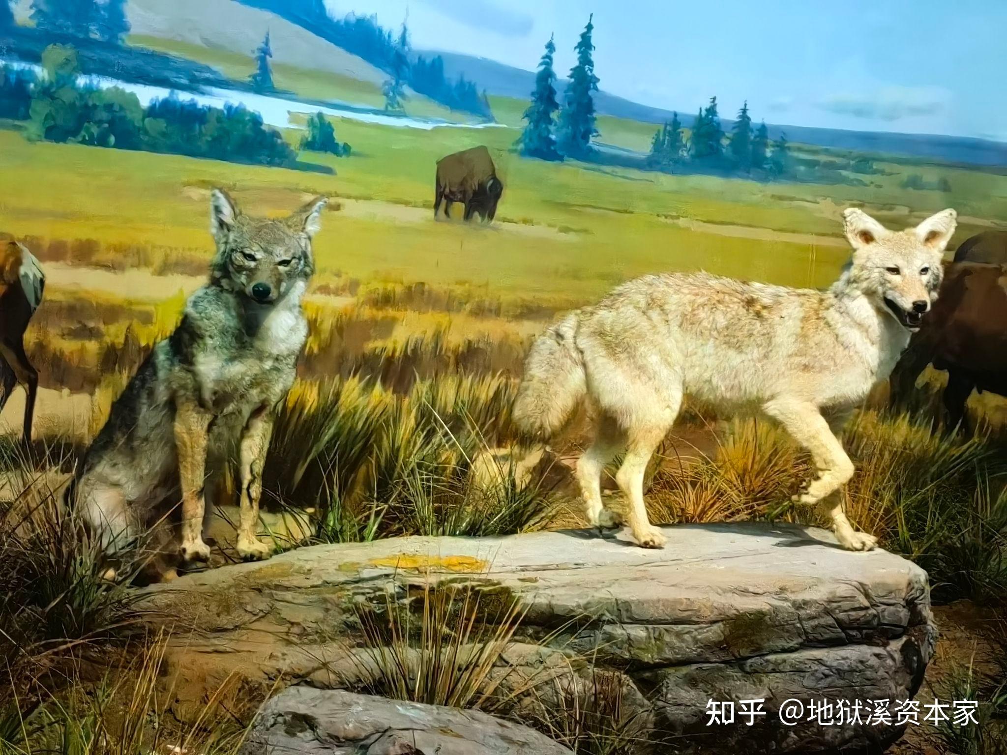 狗，狼，狐狸，郊狼，豺如何区分？ - 知乎