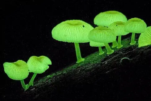 中国科研团队研发出中国首株基因编辑高亮度夜晚自发光植物,未来或能