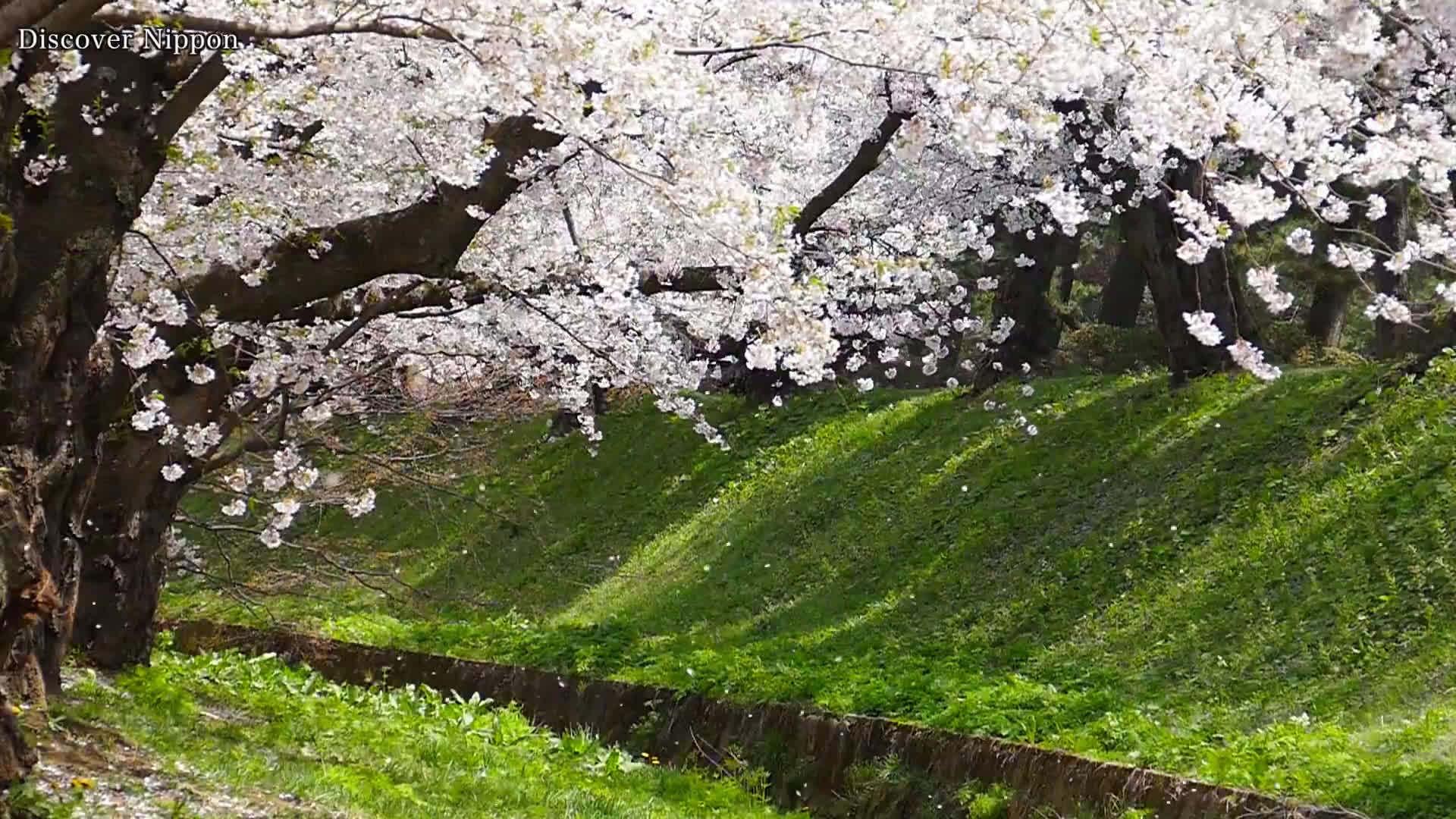 日本岐阜县莫奈之池图片