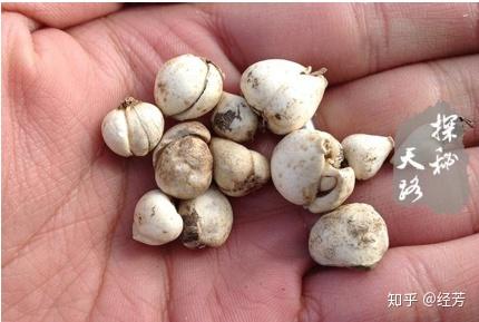 于是,「三清丸」还可以处理到一些乳腺问题,比如乳腺